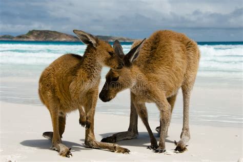 Kangaroos En Lucky Bay Foto De Archivo Imagen De Canguro 111683694