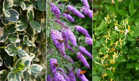 12 Common Invasive Plants You Should Never Grow In Your Garden 2022