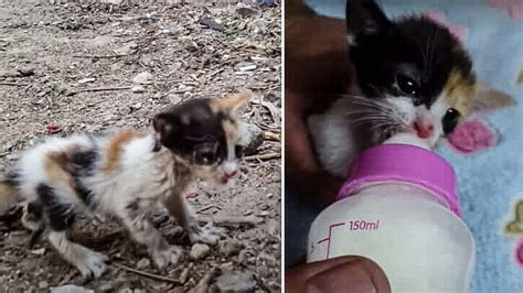 Rescued Malnourished Kitten Turns Into Beautiful Girl Thanks To Love And Care Youtube