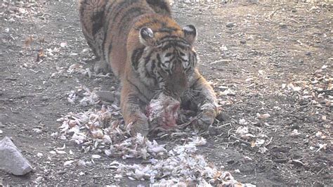 Tiger Eating Our Chicken 2mov Youtube