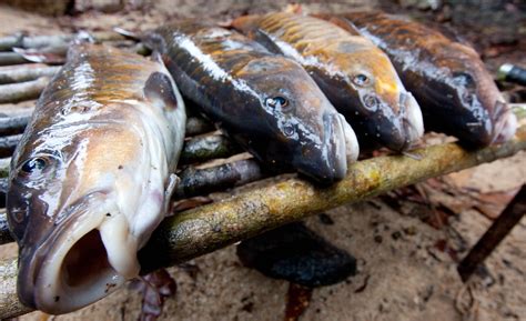 Ikan kelah merupakan nama yang cukup sinonim dengan. Ikan Kelah | Taman Negeri Endau-Rompin, Kuala Rompin ...