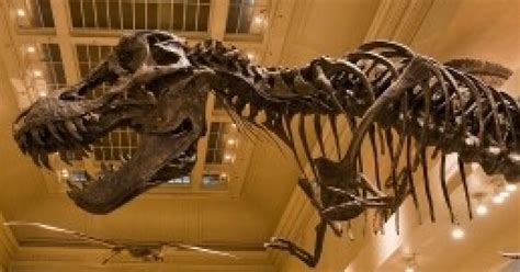 Smithsonians National Museum Of Natural History To Build New Dinosaur
