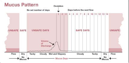 The Pregnancy Planner Tracking Your Cervical Mucus To Determine Your