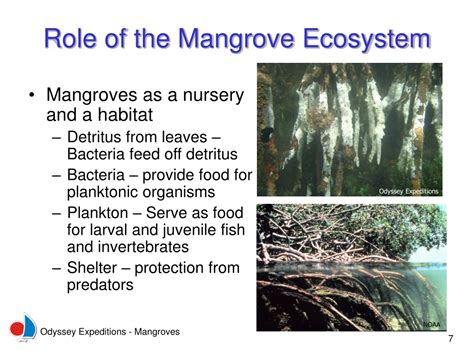 ppt mangroves powerpoint presentation free download id 9478331