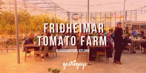 Friðheimar Tomato Farm And Restaurant Iceland Gastrogays