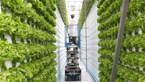 Vertical Farming Is This The Future Of Agriculture Climate Champions
