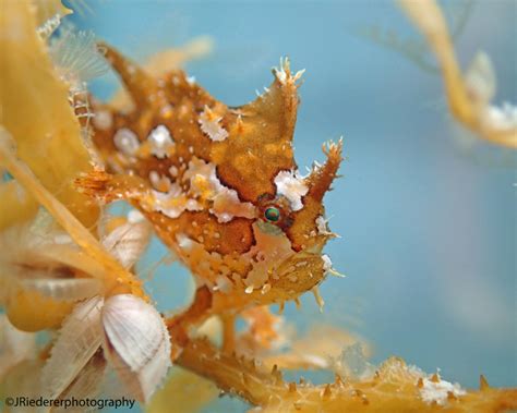 Sargassum Fish Nudibranchs Shrimp And Crab Bernews