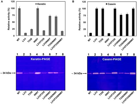 Gel Based Protease Activity Assays Zymograms Demonstrating Substrate Download Scientific