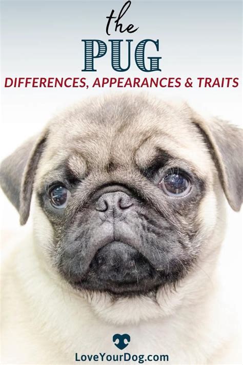 Pug Dog Breed Information Facts Traits Pictures And More Video