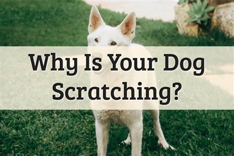 6 Causes For Scratching In Dogs Tips 2022 Guide Upd