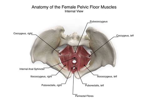 Female Pelvic Floor Anatomy By Aimee Hutchinsona D Model Created As