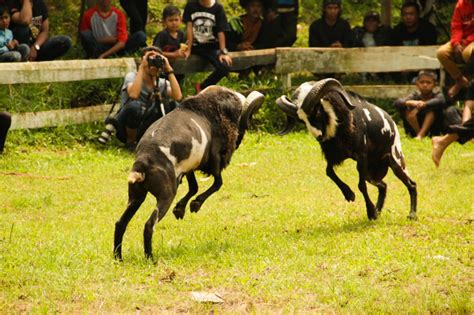 Tradisi Adu Domba Di Cijaringao Elekesekeng