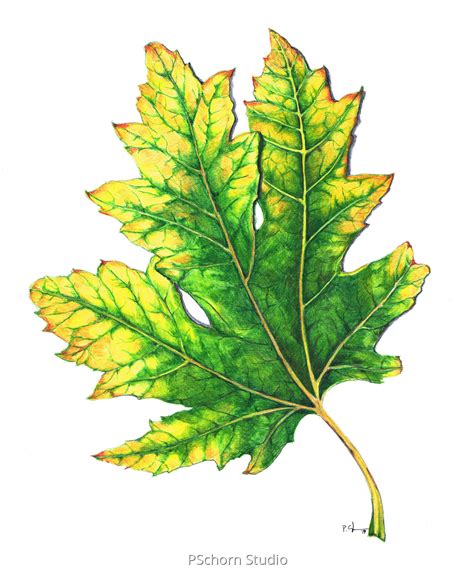 Botanical Colored Pencil Drawings Leaf 2 By P Schorn Studio