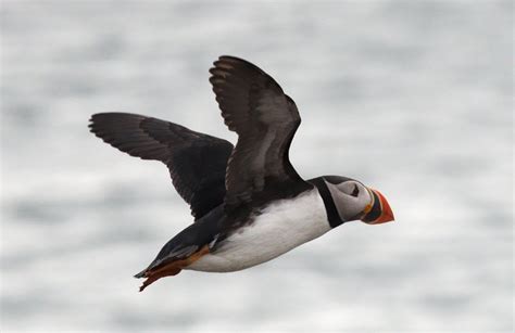Many people think they look like the penguin. Atlantic Puffin | The Biggest Animals Kingdom