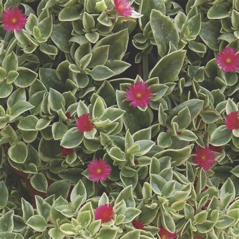 Another succulent option, trailing jade or peperomia rotundifolia is actually quite different from the common. Livingstone Daisy, Ice Plant Mezoo™ (Dorotheanthus ...