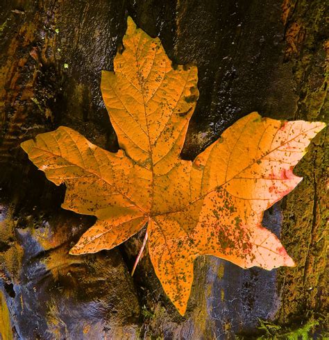 Big Leaf Maple Peter Stevens Flickr