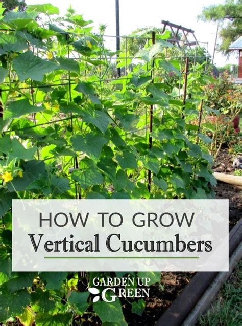 How To Grow Vertical Cucumbers Cucumber Gardening Vertical Container