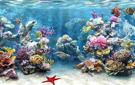 Importance Of Coral Reefs And Mangroves