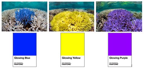 Adobe Pantone Launch Custom Colors To Inspire Ocean Conservation