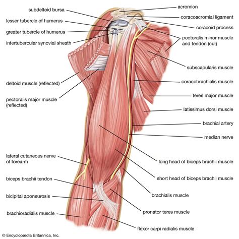 Muscles Of The Upper Limb Forearm Realtec