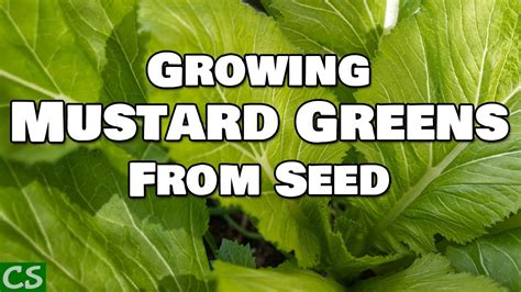 How To Grow Mustard Greens From Seed Youtube