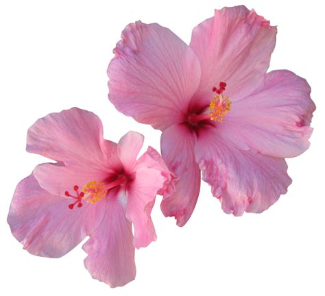 Hibiscus Hawaiian Flowers Png Similar With Hawaiian Flowers Png Frikilo Quesea