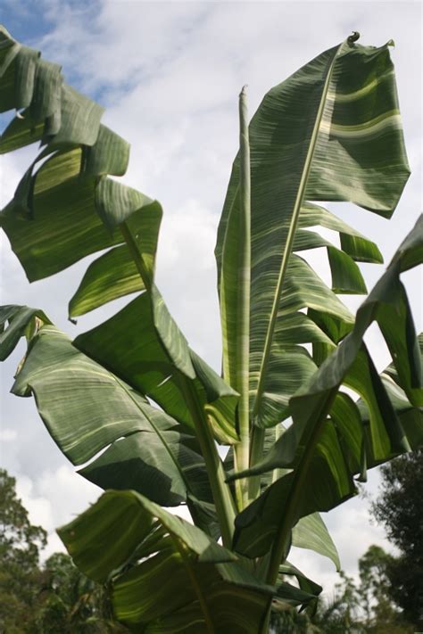 Banana plant zebrina musa banana tree. Thai Variegated Banana