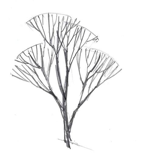 How To Draw Trees In Winter John Muir Laws