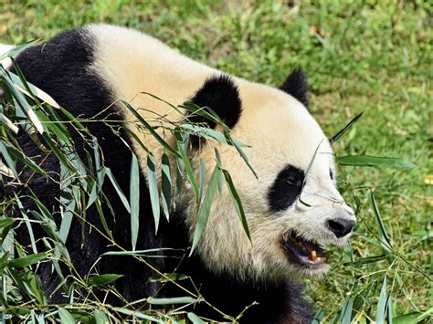 Panda Géant Giant Panda By Kordouane