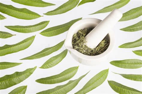 The plant is commonly cultivated in the tropics and europe, and is grown commercially in france and north africa. Aloysia Citrodora - Glycyrrhiza Glabra. Infusion Of ...