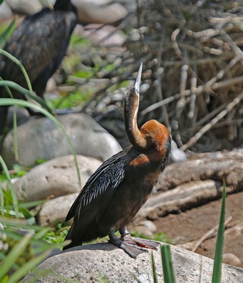 Pictures And Information On African Darter