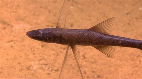 Tripod Fish Bathypterois Grallator