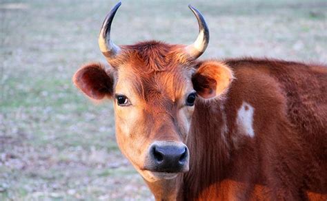 5 Most Profitable Animals For Small Farms