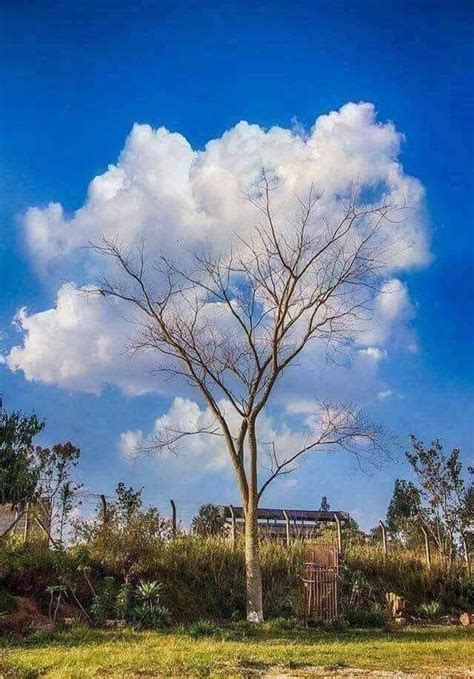 Cloud Tree Clouds Cool Photos Nature