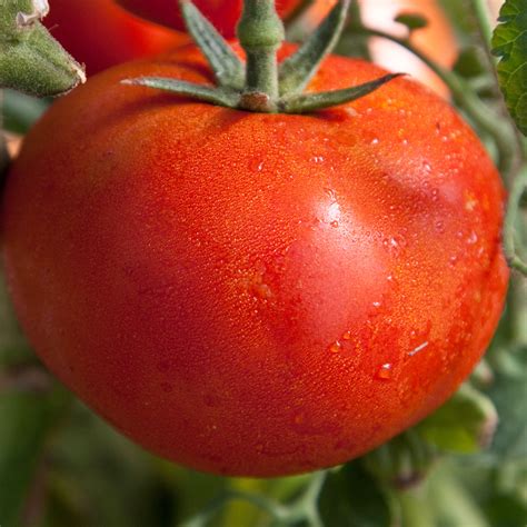 Tomato Goliath Bush 1 Gallon