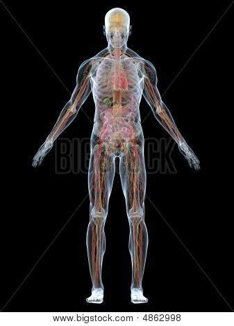 Human Anatomy Image & Photo (Free Trial) | Bigstock