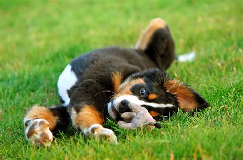 The Bernese Mountain Dog Complete Guide Animal Corner