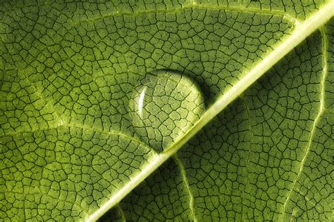 Water Drop on Leaf: What to Do If Your Plant Forms Droplets