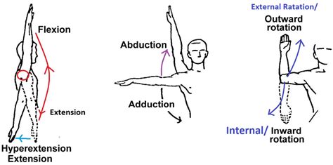 Movements Of The Shoulder Joint Diagram Quizlet