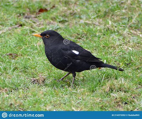Male Blackbird With White Wing Feather On Green Grass Stock Photo