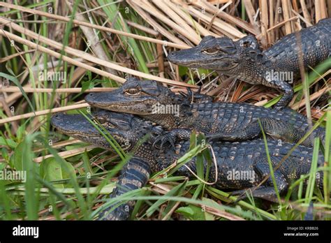 Baby Alligators Everglades National Park Florida Stock Photo Alamy