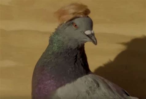 Pigeon Protest Group Putin Releases Birds Wearing Maga Hats Trump