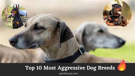 Top 10 Most Aggressive Dog Breeds Petsforcare