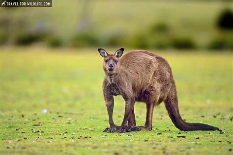 Where To See Native Australian Animals An Epic Australia Roadtrip