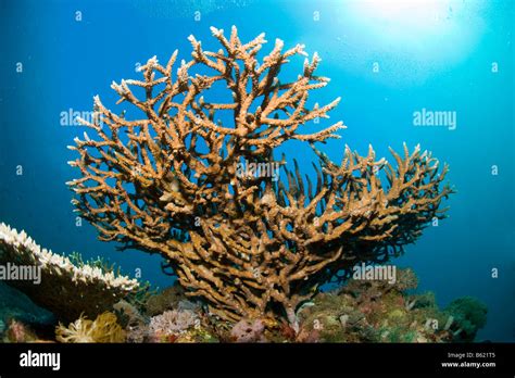 Branching Staghorn Acropora Sp In A Coral Reef Indonesia Southeast