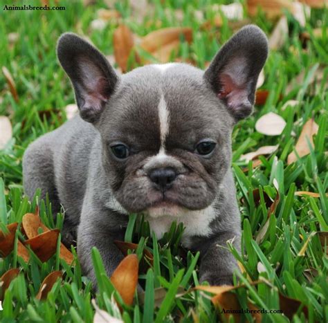 Worlds Cutest French Bulldog Photos All Recommendation