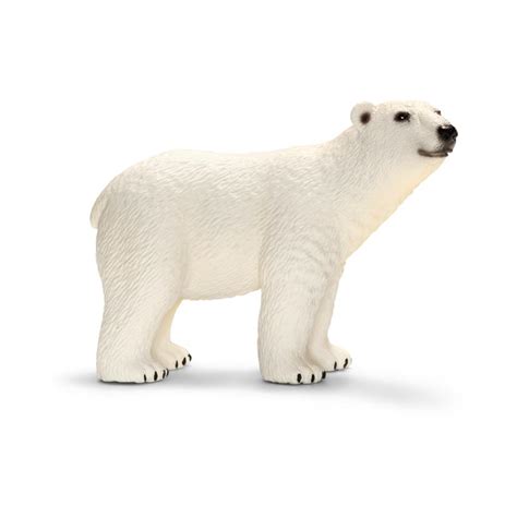 Fun Fact Polar Bears Can Swim For Long Distances In The Ice Cold
