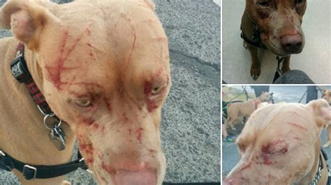 Cat Named ‘baby Attacks 7 Pit Bulls Sending One To Vet And Owner To