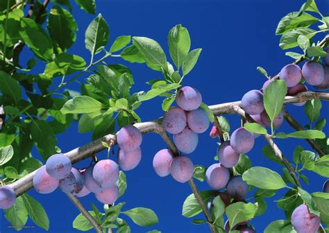 Most Beautiful Fruit Trees