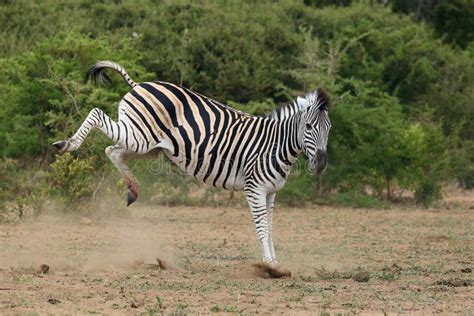 Zebra Hind Legs Stock Photos Free And Royalty Free Stock Photos From